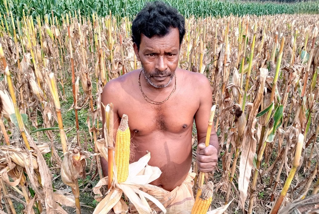 সোনাতলায় ভূট্টার বাম্পার ফলনে খুশিতে কৃষক