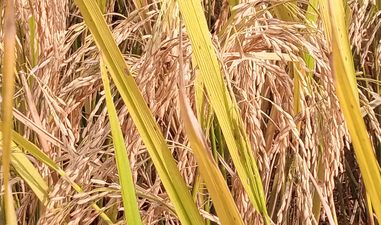 গ্রাম বাংলার ঘরে ঘরে বইছে নবান্ন উৎসব