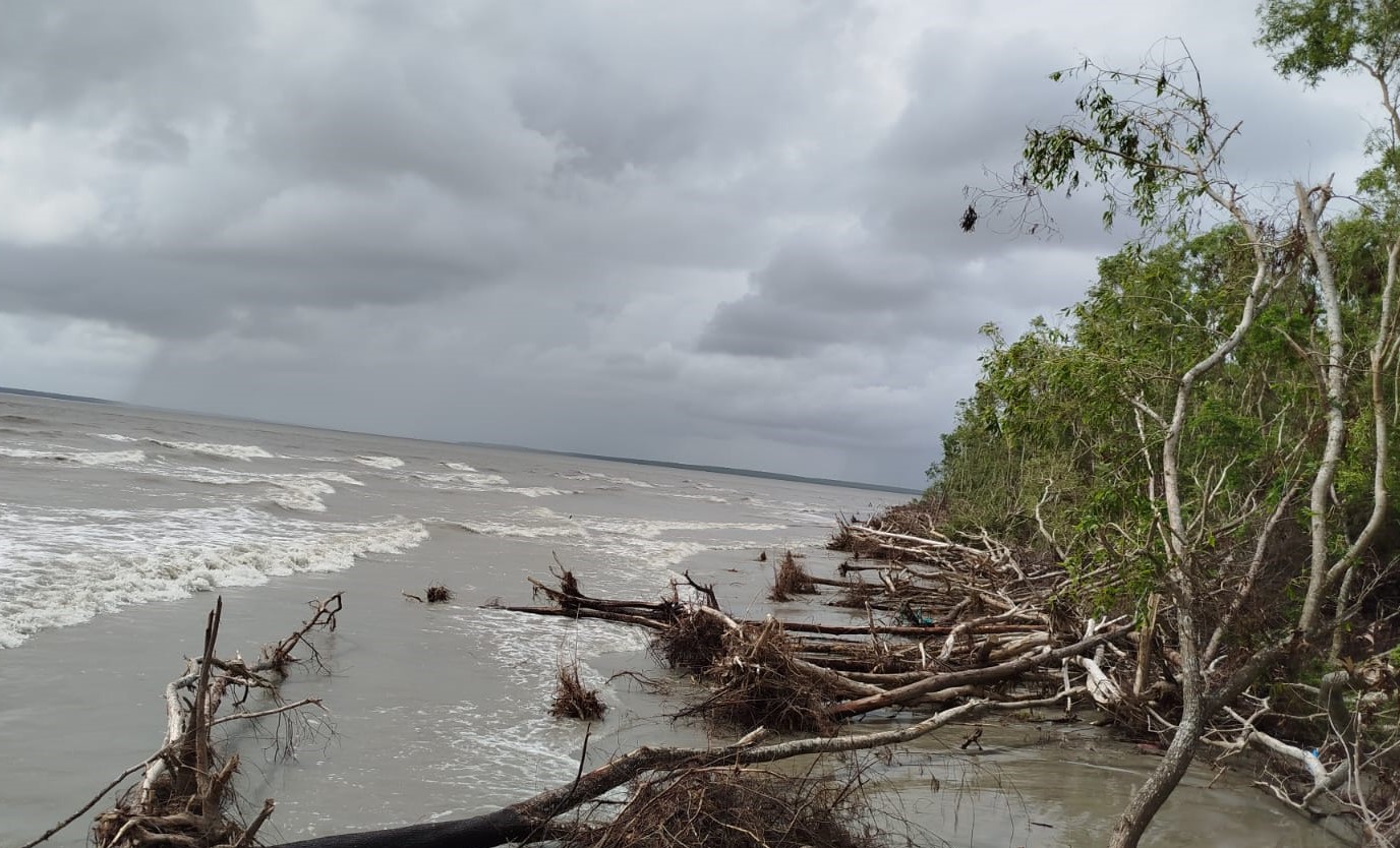 উজাড় হচ্ছে সৈকতের ঝাউবন