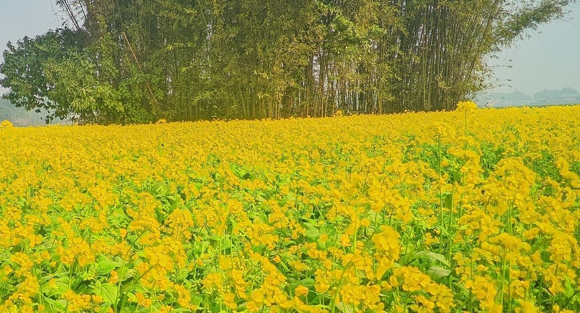 চাঁপাইনবাবগঞ্জে বিনা চাষে সরিষা আবাদ