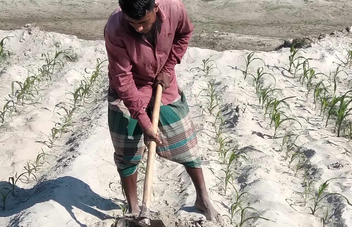 অদম্য সাহস নিয়ে ধুধু বালুচরে স্বপ্ন বুনছেন ফুলবাড়ীর কৃষকেরা 