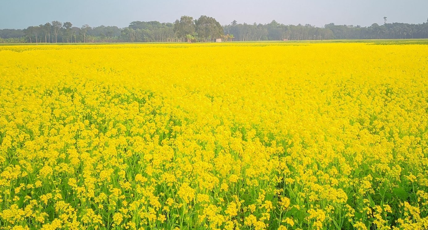 নওগাঁয় মাঠ জুড়ে সরিষা ফুলে হলুদের সমারোহ