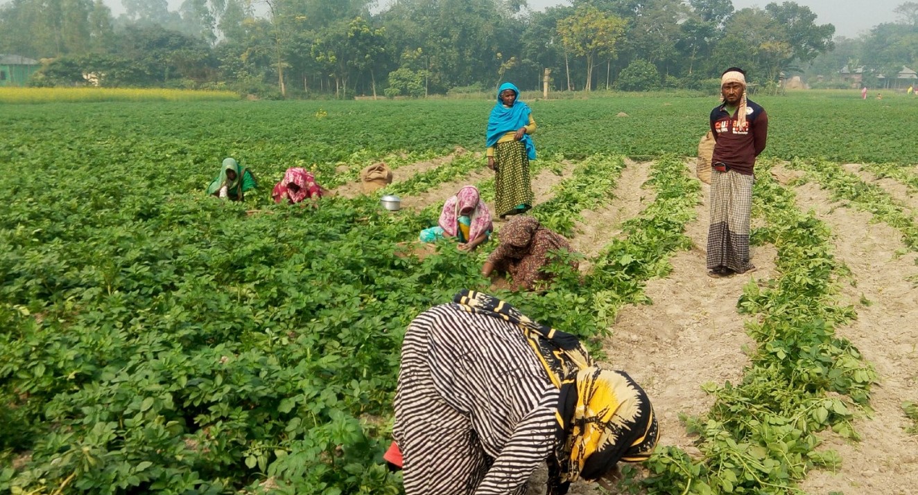 ফুলবাড়ীতে কমছে আলুর দাম দুশ্চিন্তায় কৃষক