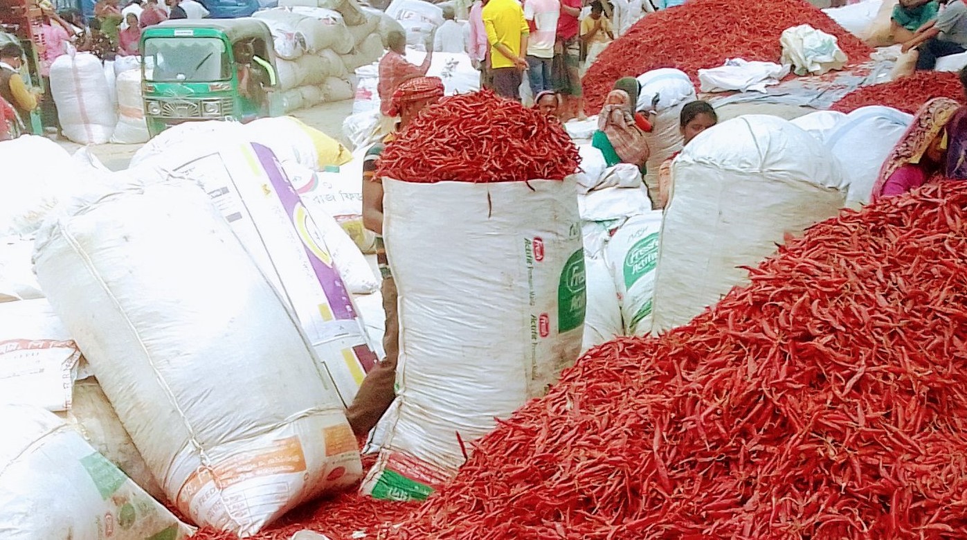 ফুলছড়ি চরের লাল মরিচের চাহিদা সারাদেশে