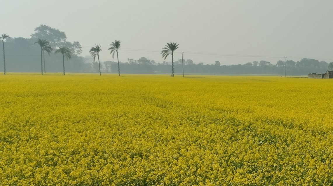 নড়াইলে ফসলের মাঠে দোল খাচ্ছে হলুদ সরিষা ফুল