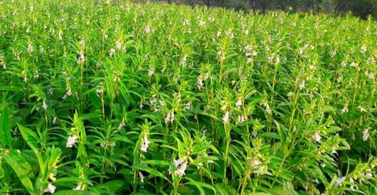 ধুনটে তিল চাষ বিলুপ্তির পথে আগ্রহ হারাচ্ছে কৃষক