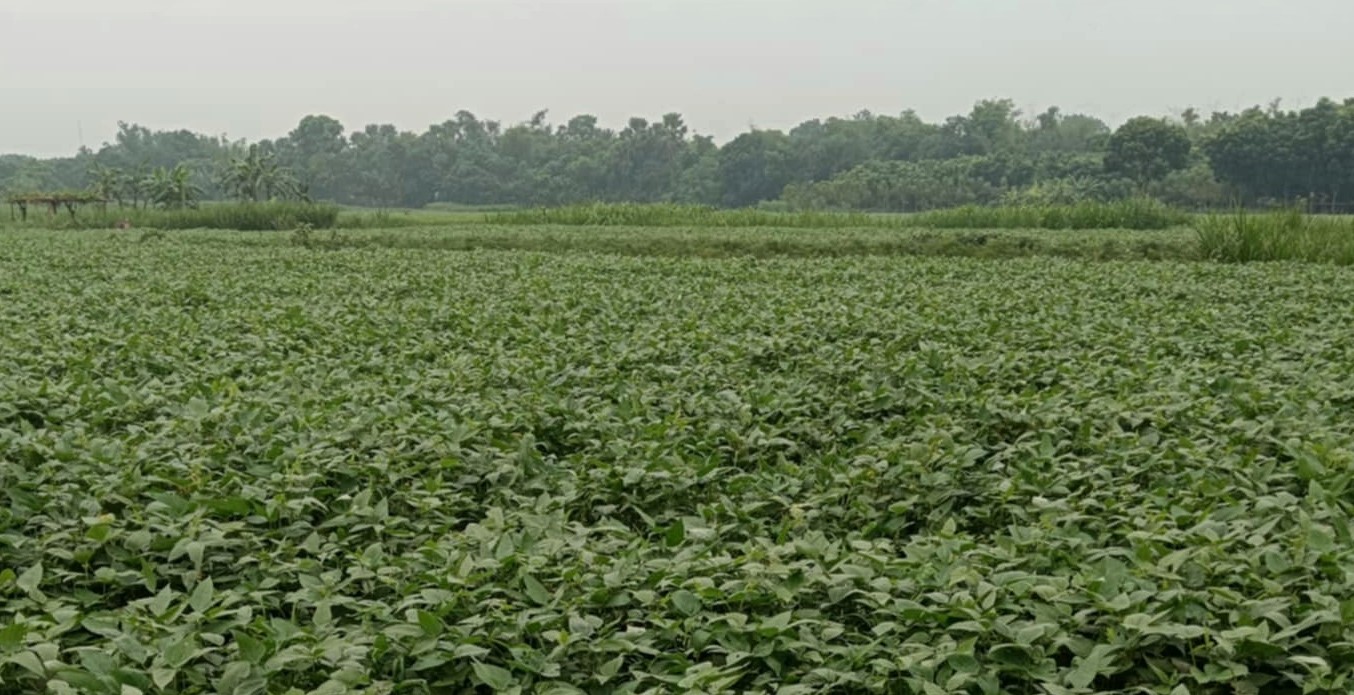 মেহেরপুরে কলাই চাষে ভালো ফলনের সম্ভাবনা