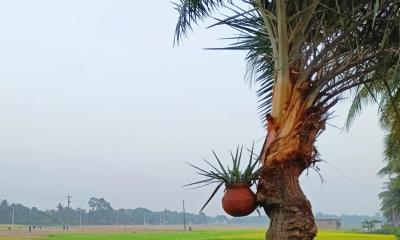 খেজুর গাছ কেন শীতকালেই রস দেয়