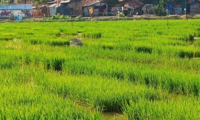 বোরো আবাদে ব্যস্ত নেত্রকোণার কৃষকরা