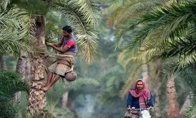 শীতের আগমনে খেজুর রস সংগ্রহে ব্যস্ত গাছিরা